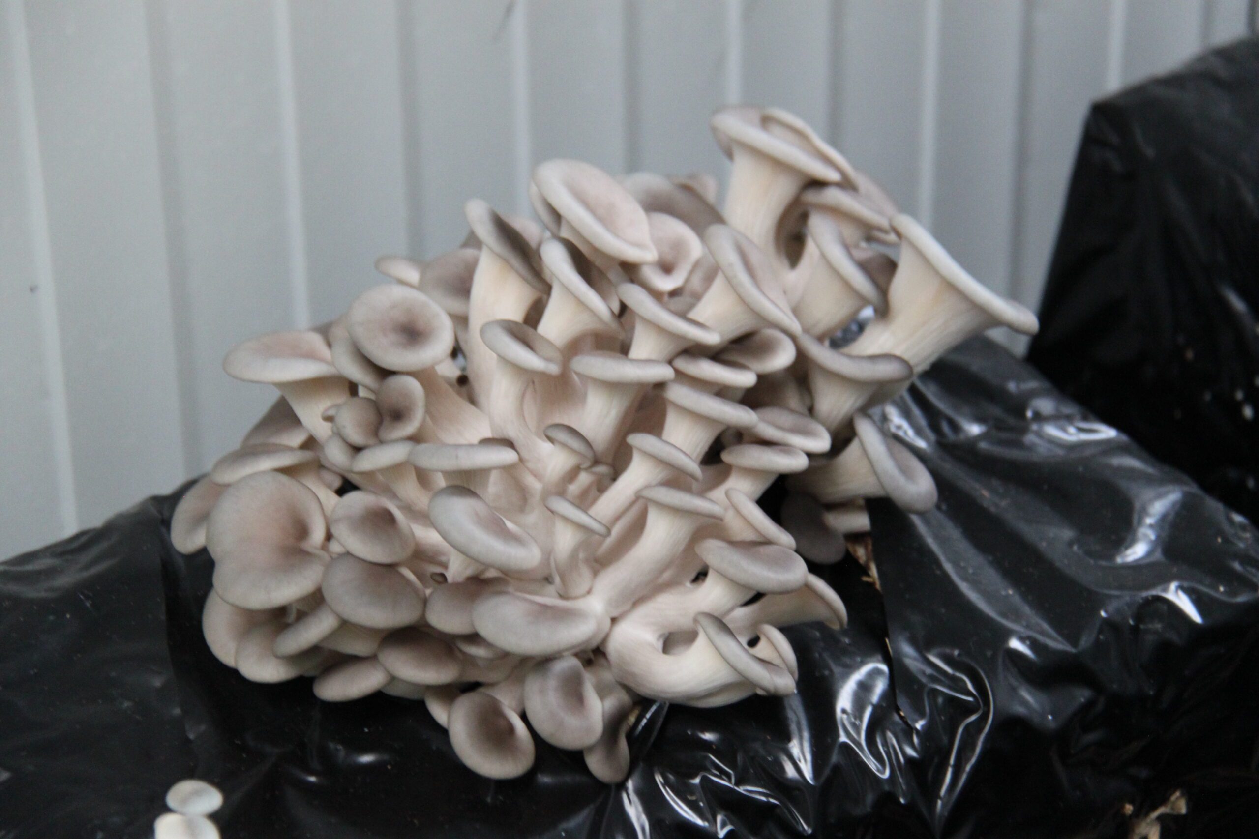 De Kromme Boom kweekt oesterzwammen op mensenmaat